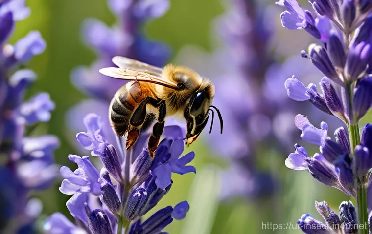 곤충과 수분 작용 사례 - **Prompt 1: Honeybee in a Bountiful Lavender Field**
A close-up, macro photograph of a plump, fu...