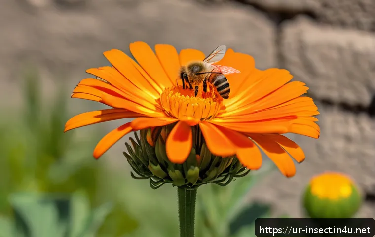 곤충 생태학 관련 대학 및 연구소 - A vibrant close-up scene of a honeybee pollinating a bright orange marigold flower in a lush Pakista...